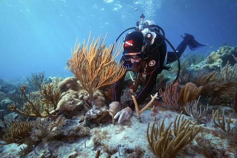 Scuba diver examining coral and sea fans on an underwater reef