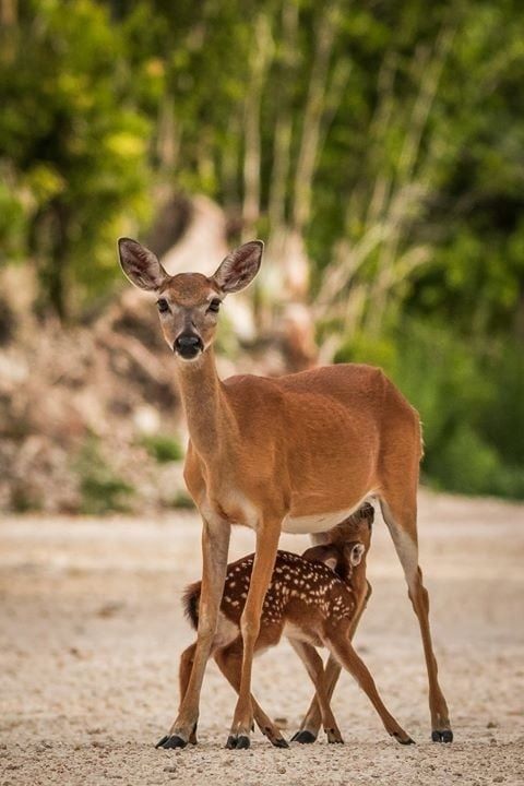 Adult deer standing protectively over a spotted fawn on a forest road