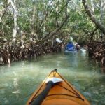 Kayakers paddle through a narrow, tree-lined mangrove tunnel