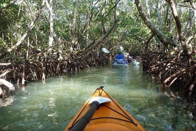 Kayakers paddle through a narrow, tree-lined mangrove tunnel