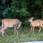 Four Key deer grazing on grass beside dense vegetation