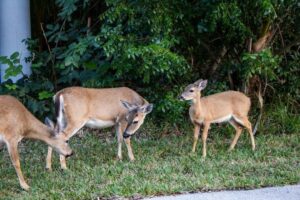 Four Key deer grazing on grass beside dense vegetation