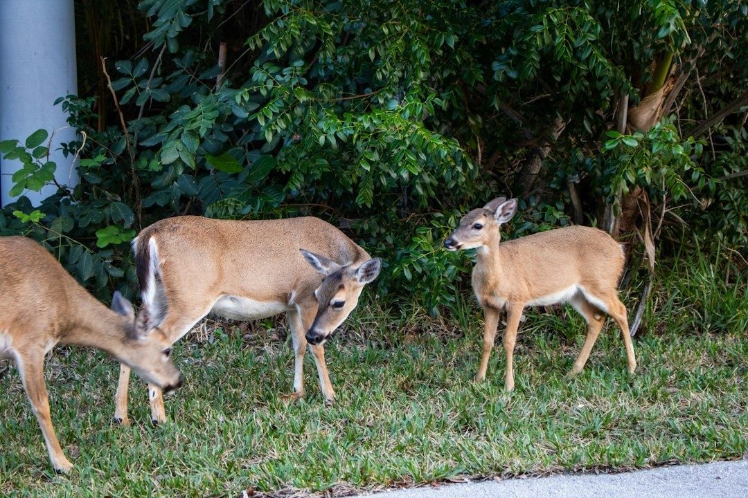 Four Key deer grazing on grass beside dense vegetation
