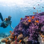 Diver swims beside a colorful coral reef with orange fish