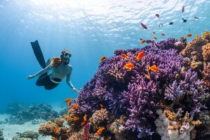 Diver swims beside a colorful coral reef with orange fish