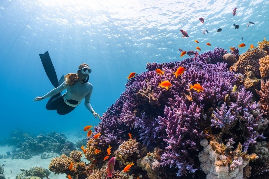 Diver swims beside a colorful coral reef with orange fish