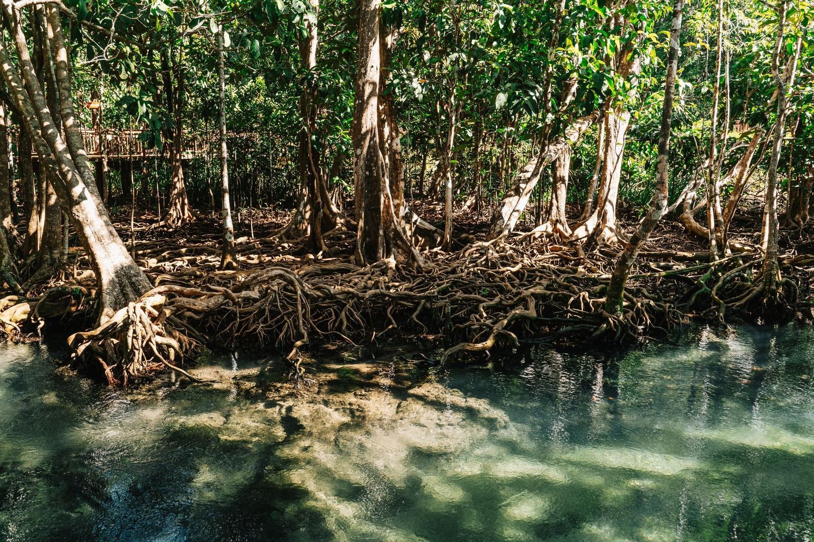 Mangrove trees with tangled prop roots along a clear shallow-water shoreline